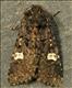 2155 (73.27) Dot Moth